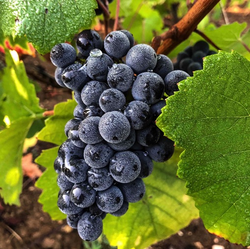 Pinot Noir grape with dew drops